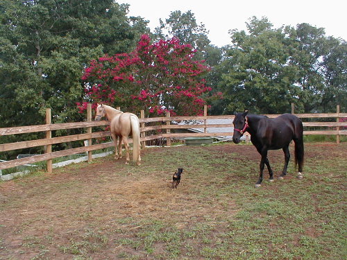 Fancy Trails Farm