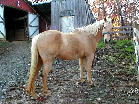 Fancy Trails Farm