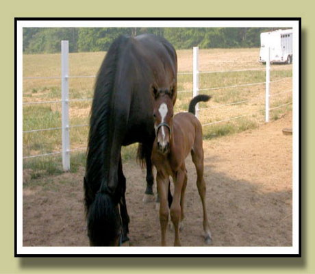 Fancy Trails Farm