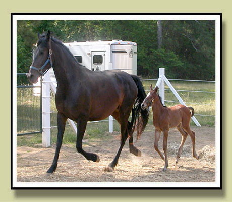 Fancy Trails Farm