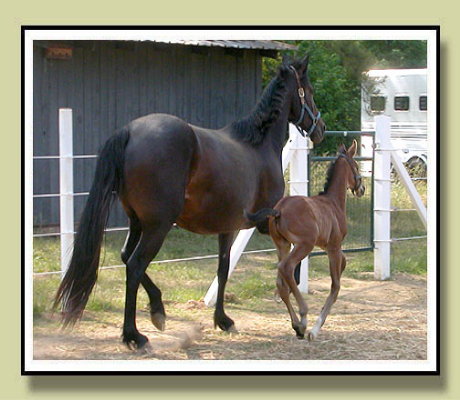 Fancy Trails Farm