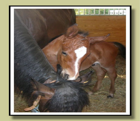 Fancy Trails Farm